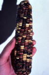 F2 corn kernals from dihybrid cross