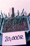 barley seedlings from seeds exposed to 20,000 rads of ionizing radiation