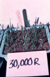 barley seedlings from seeds exposed to 30,000 rads of ionizing radiation
