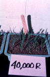 barley seedlings from seeds exposed to 40,000 rads of ionizing radiation