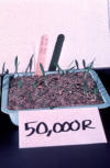 barley seedlings from seeds exposed to 50,000 rads of ionizing radiation