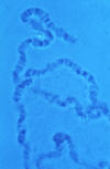 polytene chromosomes