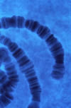 polytene chromosomes closeup