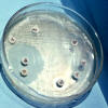 gram positive bacteria antibiotic resistance assay