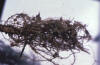 legume root nodules