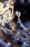Pilobolus sporangium closeup