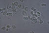 Schizosaccharomyces with asci