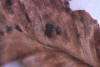 tar spot of elm, leaf closeup