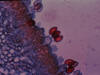 Coprinus basidium closeup