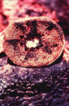 underside of pore fungus fruting body