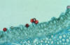 basidium and basidiospores in pore fungus fruiting body cross section