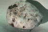 giant puffball (on four inch dish)