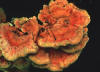 sulfer mushroom (Polyporus) fruiting body