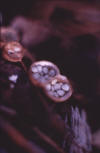 bird's nest fungus fruiting bodies