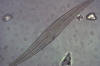 diatom closeup, Gyrosigma (Pennales)