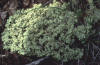 reindeer moss (a lichen)