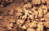 lichen soredia closeup