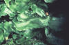 thalloid liverwort thallus