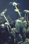 liverwort archgonial heads closup