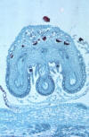 liverwort archegonia cross section wiith archegonia, eggs, and thallus below