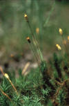 moss gametophyte with sporophytes, living