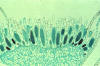 moss antheridia in cross section