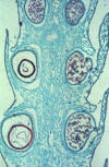 Selaginella strobilus section