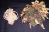 resurrection plant before and after watering