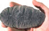 Annularia fossil
