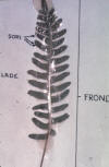 fern frond, deeply lobed, with sori and blade labeled and too much reflection