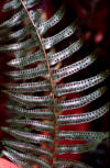 Christmas fern frond underside with sori