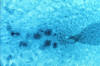 fern prothallus closeup, antheridia near notch, one archegonium in upper left