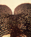 fern prothallus closeup, archegonia below notch