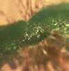fern archegonia below living prothallus that is viewed head on