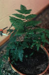 table fern in pot