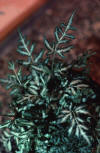 silver lace fern in pot