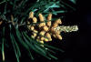 jack pine pollen cones
