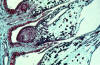 pine ovule longitudinal section