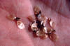 pine seeds closeup