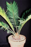 cycad in pot
