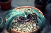Welwitschia seedling