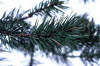 jack pine cutting, Pinus banksiana