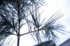 white pine cutting, Pinus strobus