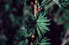 tamarack leaf clusters, Larix laricina