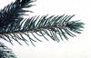 white spruce cutting, Picea glauca