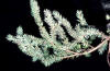 black spruce cutting, Picea mariana