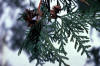 eastern arborvitae cutting with cones (northern white cedar), Thuja occidentalis