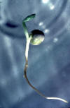 germinating pea (hypogeal)