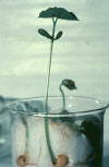 germinating bean seeds (epigeal)