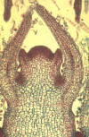 stem apical meristem longitudinal section